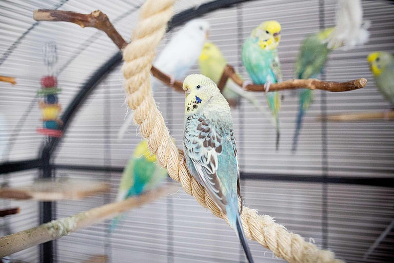 Parkieten in een vogelkooi met takken en touw