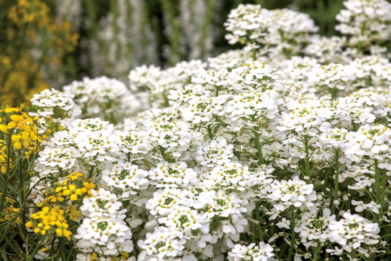 Close-up van schildzaad met witte bloemen