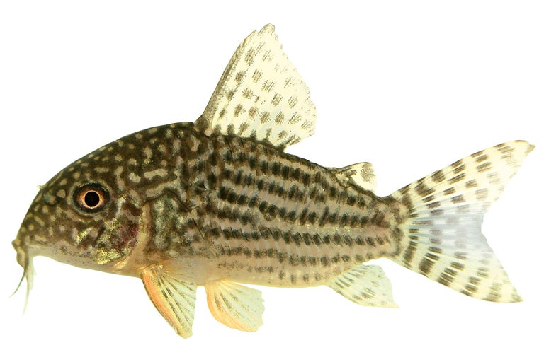 Gevlekte pantsermeerval