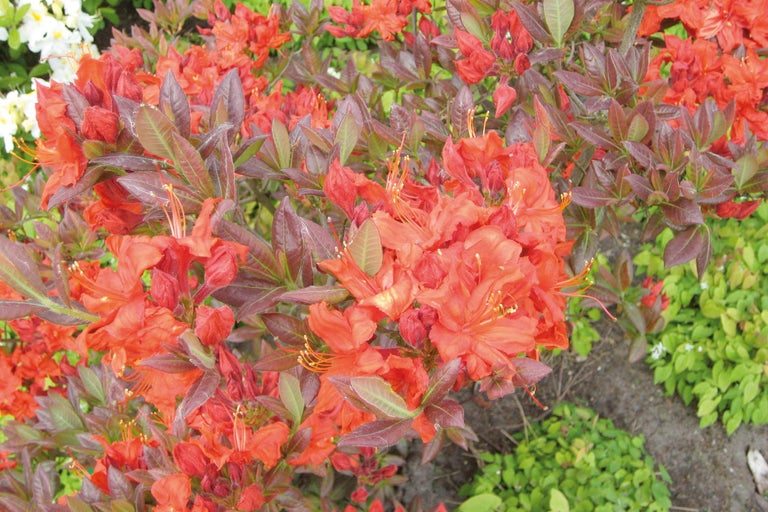Azaleastruik met rode bloemen
