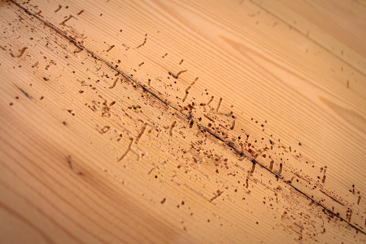 Hout met schade door ongedierte