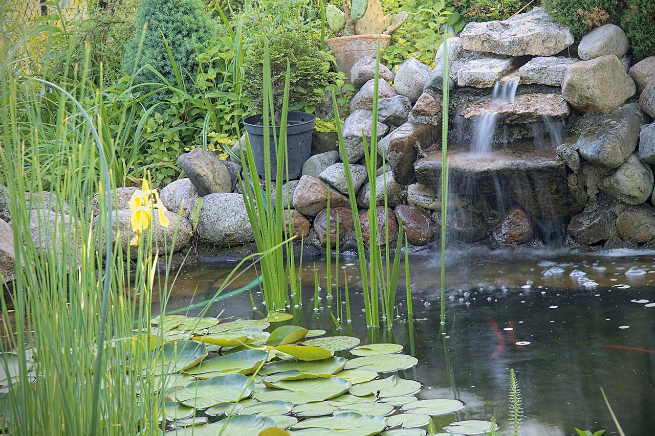 Vijver in de tuin met waterval, waterlelies en oeverbeplanting.
