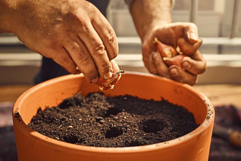 Persoon plant uien in een bloempot met aarde