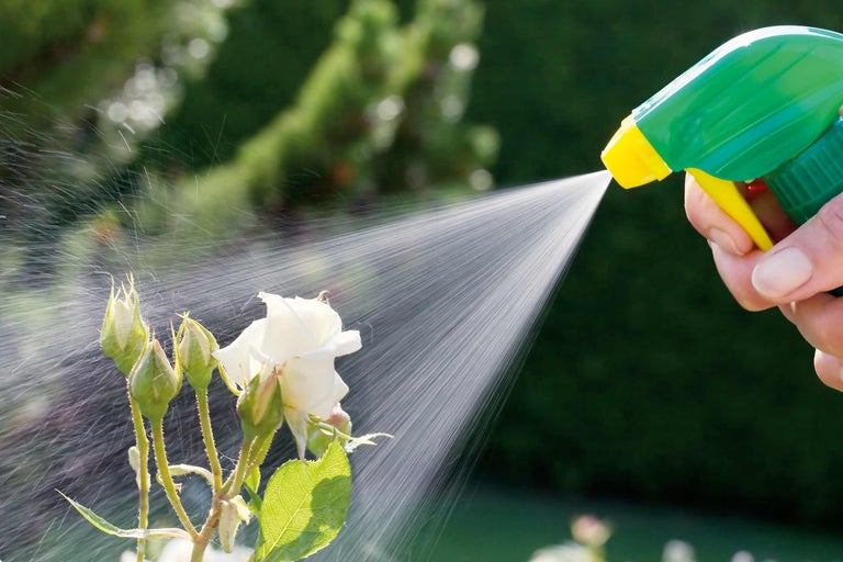 Een hand gebruikt een spuitfles om een roos in de tuin water te geven.