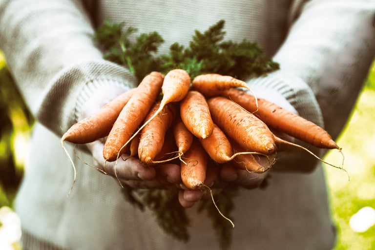 Persoon houdt bos wortelen in handen