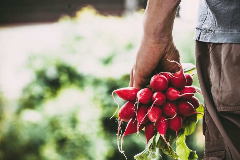 Een hand houdt een bos radijs vast.