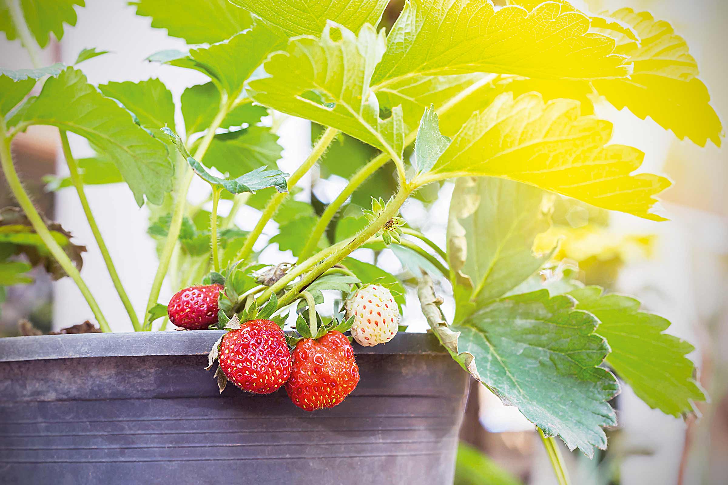 Aardbeienplant in een pot met rijpe en onrijpe vruchten