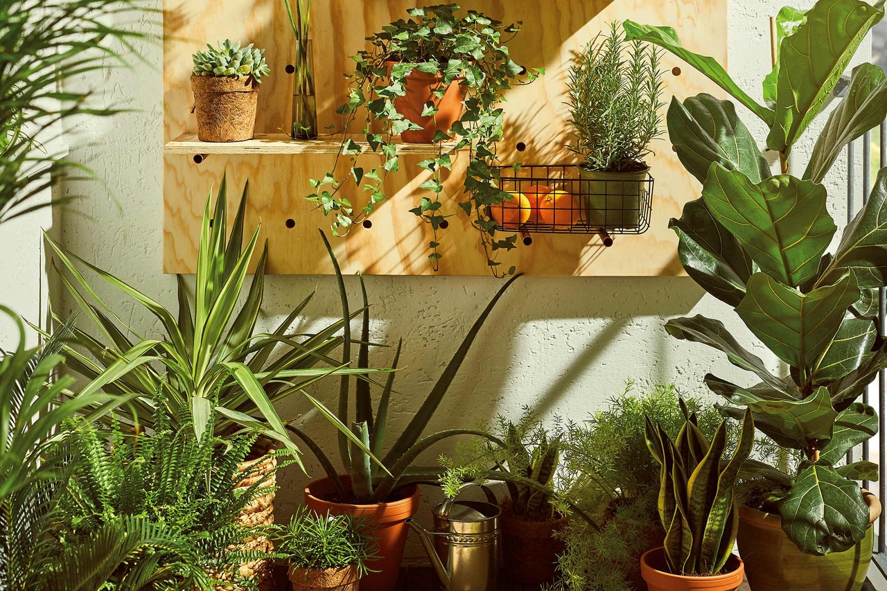 Diverse kamerplanten op een houten plank en op de grond.