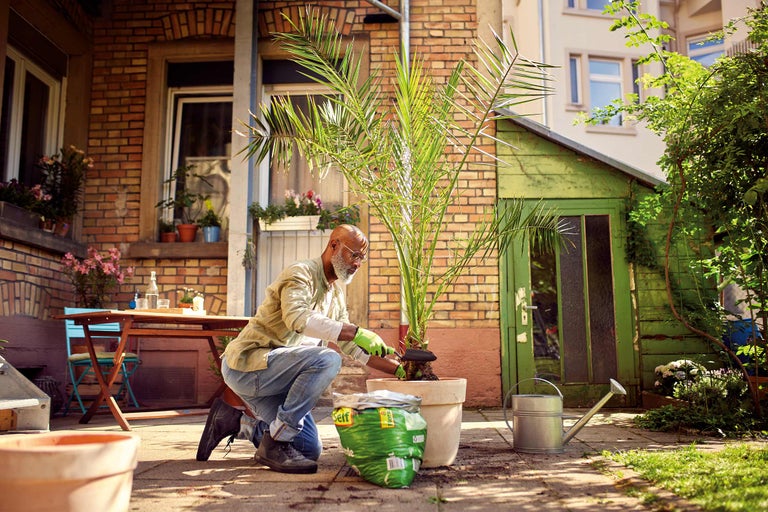 Man verpot palmboom in pot in de tuin
