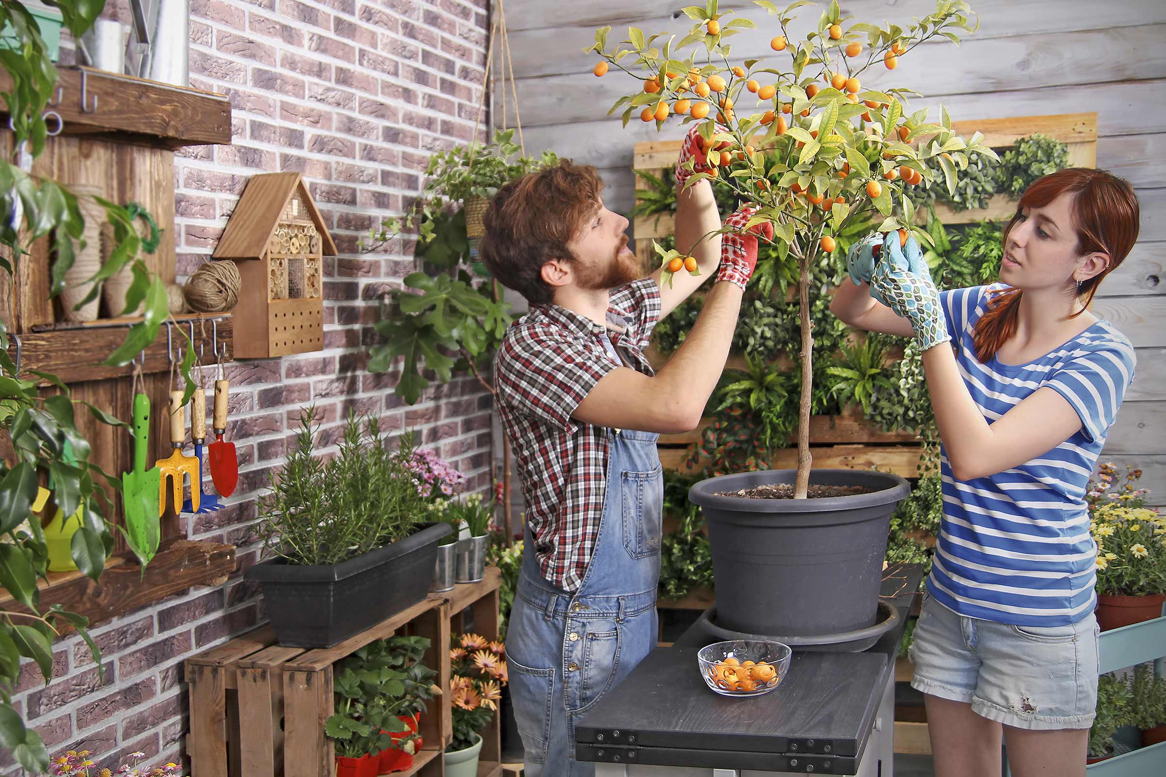 Twee mensen oogsten kumquats van een kumquatboom in pot in de tuin.