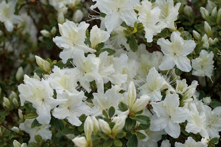 Close-up van een azalea met witte bloemen