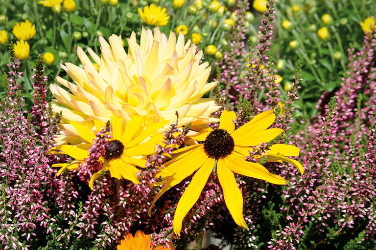 Bloemstuk met dahlia's en rudbeckia's