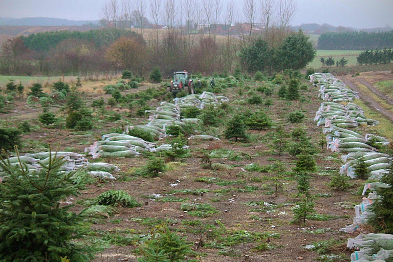 Kerstbomenplantage met tractor en verpakte bomen