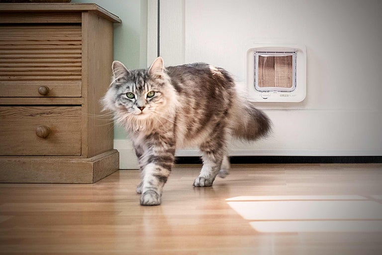Kat loopt door een kattenluik in een binnendeur