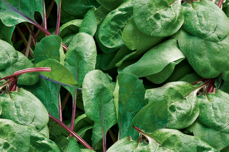 Close-up van snijbietbladeren met waterdruppels