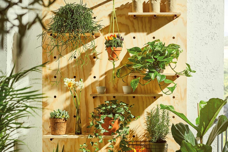 Wandrek met kamerplanten in potten en vazen.