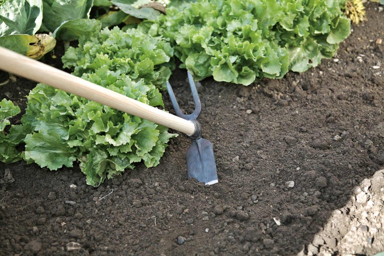 Tuinhacke in de tuin met sla planten