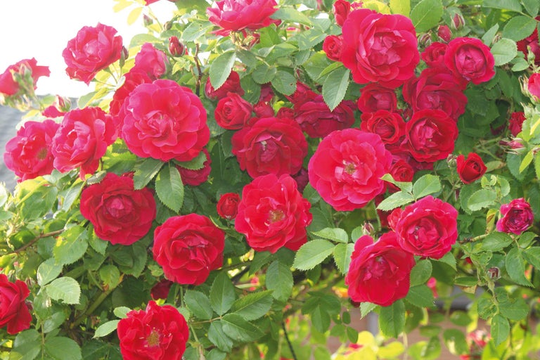 Rode klimroos met bladeren