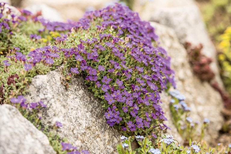Aubrieta plant op stenen