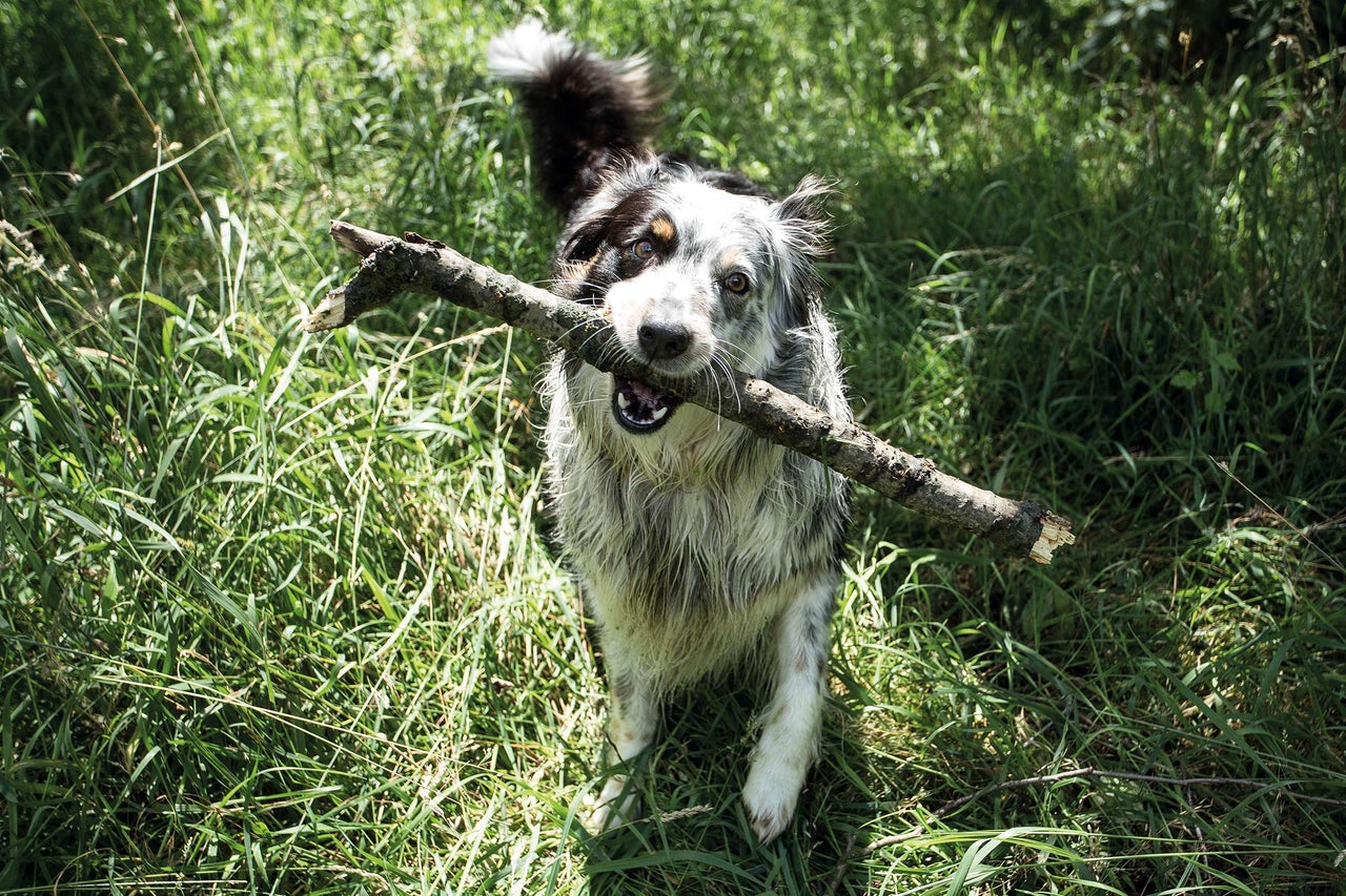 Hond met een stok in zijn bek op een veld
