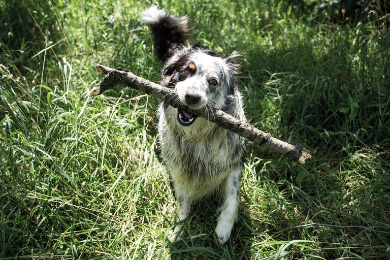 Hond met een stok in zijn bek op een veld