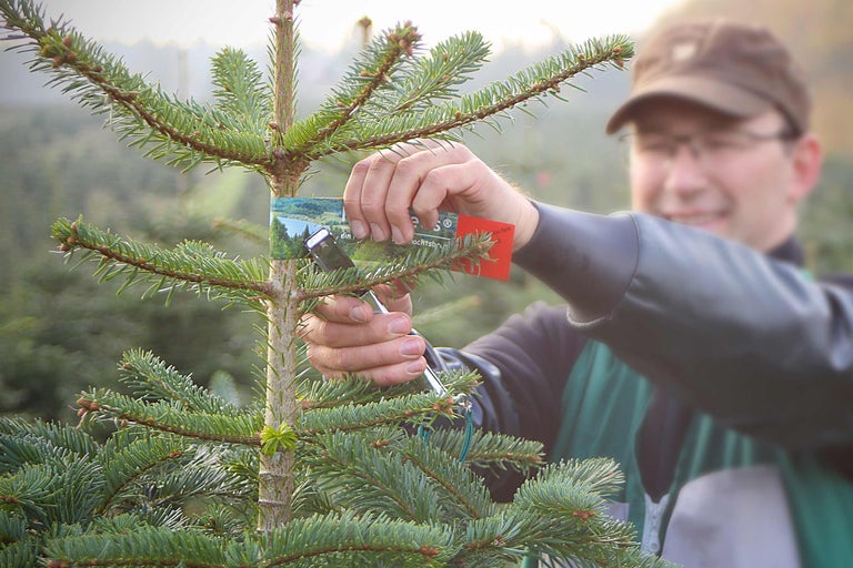 Man bevestigt label aan Nordmann spar in kerstboomverkoop