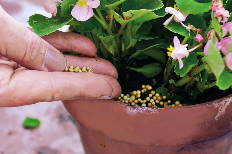 Hand geeft meststof aan bloempot met begonia's