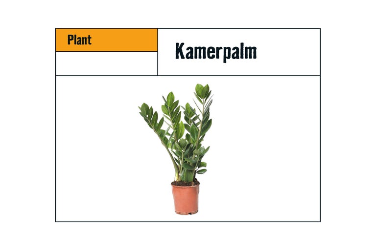 Zamioculcas kamerplant in pot