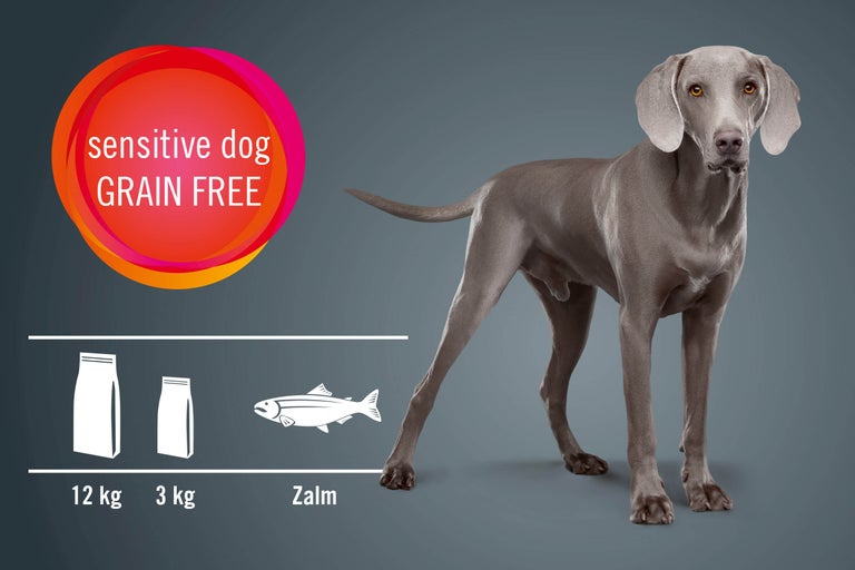 Afbeelding van een Weimaraner met informatie over graanvrije hondenvoeding voor gevoelige honden, verkrijgbaar in verpakkingen van 12 kg en 3 kg met zalm