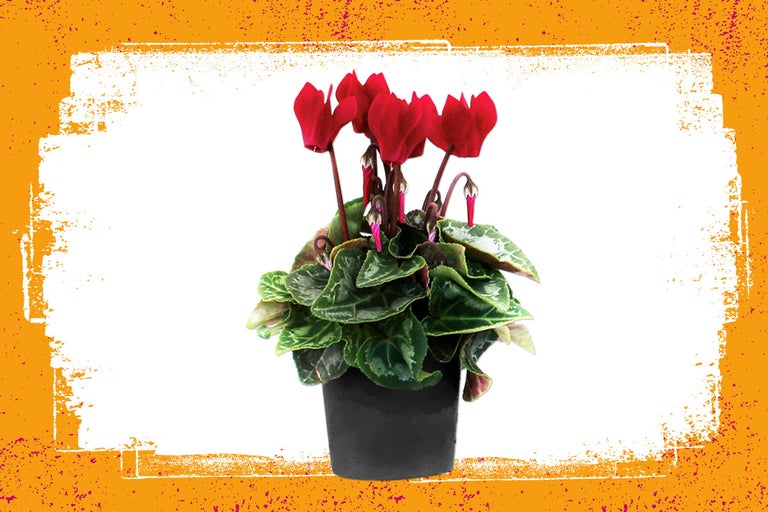 Rode cyclaamkamerplant in pot