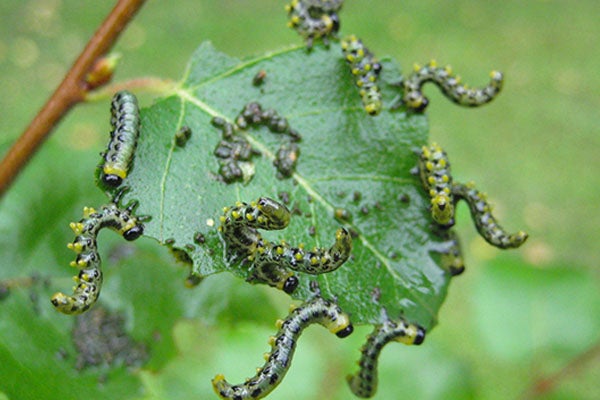 Blad met zaagwesplarven