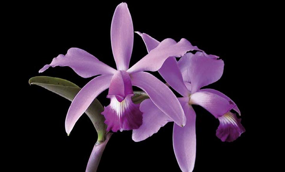 Close-up van paarse orchideeën