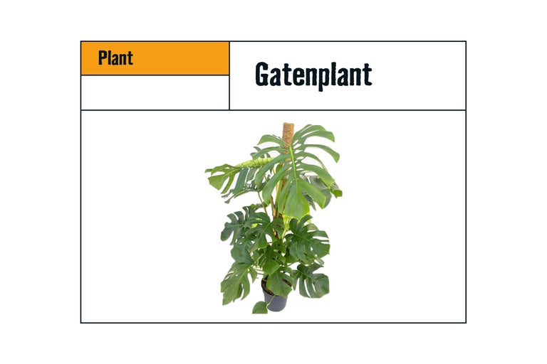 Monstera kamerplant in pot met klimhulp