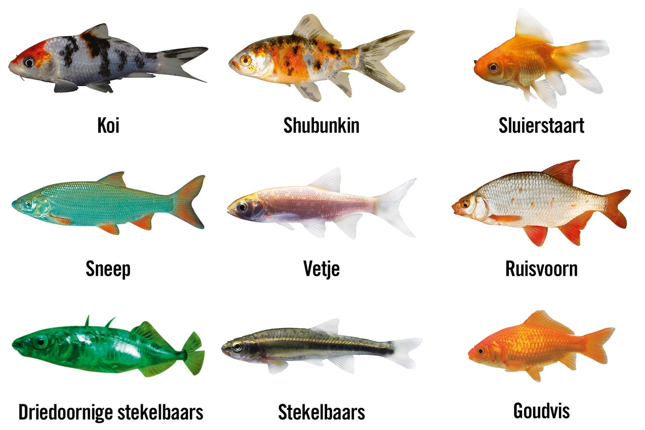 Diverse vijvervissen, waaronder koi, shubunkin, sluierstaart, sneep, vetje, ruisvoorn, driedoornige stekelbaars, stekelbaars en goudvis