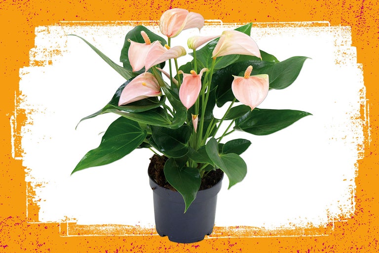 Anthurium plant in een pot
