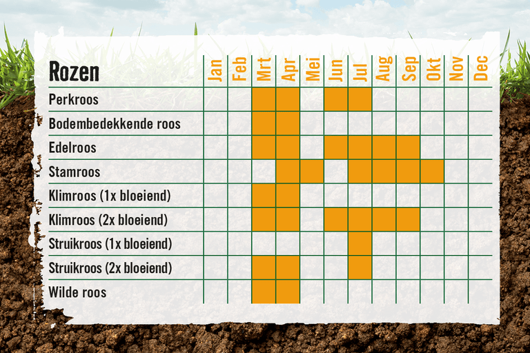 Tabel met bloeiperioden van verschillende soorten rozen