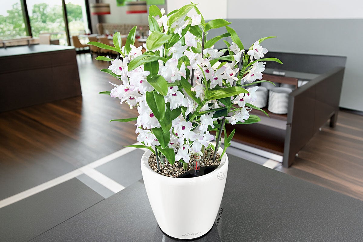 Dendrobium Nobile plant in een Lechuza pot op een tafel
