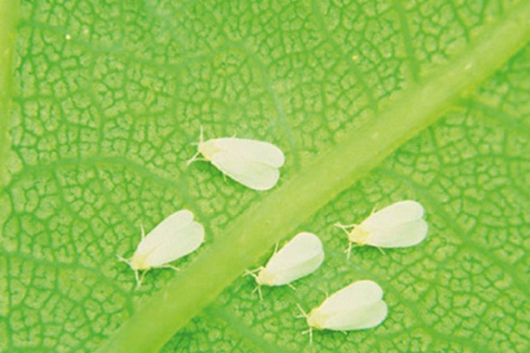 Witte vliegen op een plantenblad als ongedierte