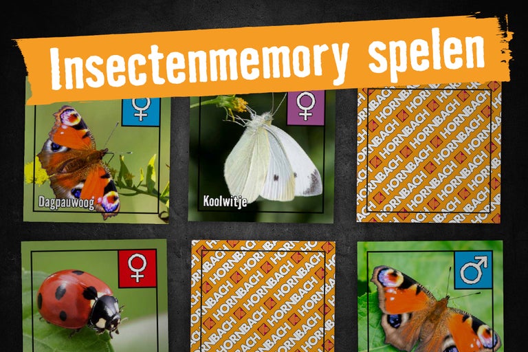 Insecten memory spelkaarten met afbeeldingen van insecten