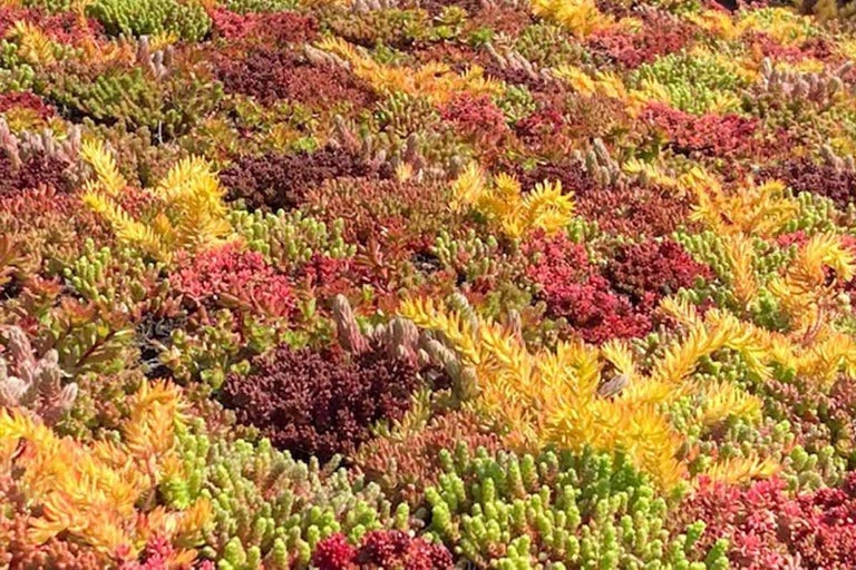 Weergave van een uitgebreide dakbegroening met verschillende sedumscheuten