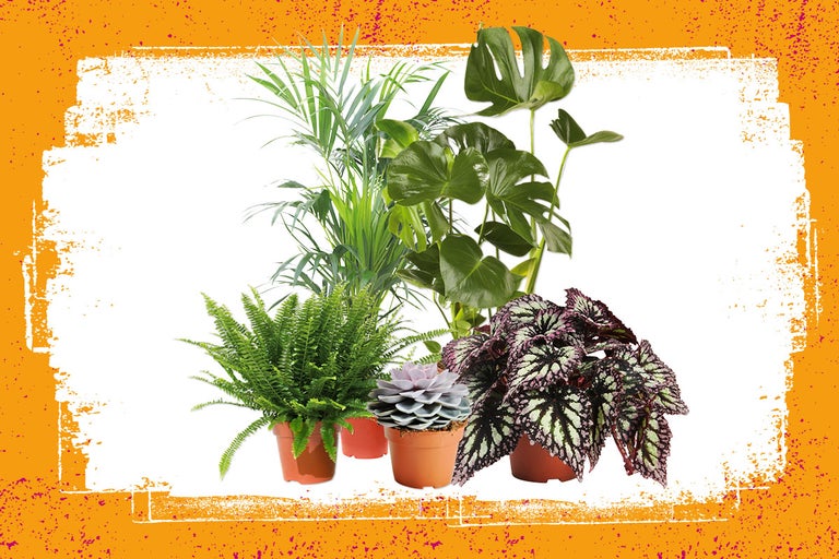 Diverse kamerplanten zoals Monstera, palm, varen, begonia en vetplant in potten.