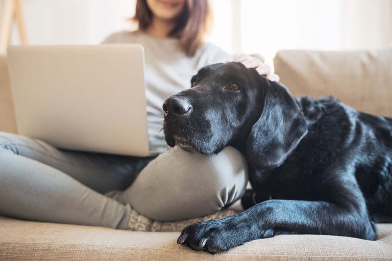 Alles over honden