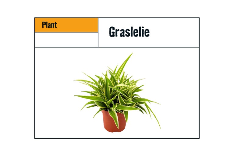 Graslelie in pot als kamerplant