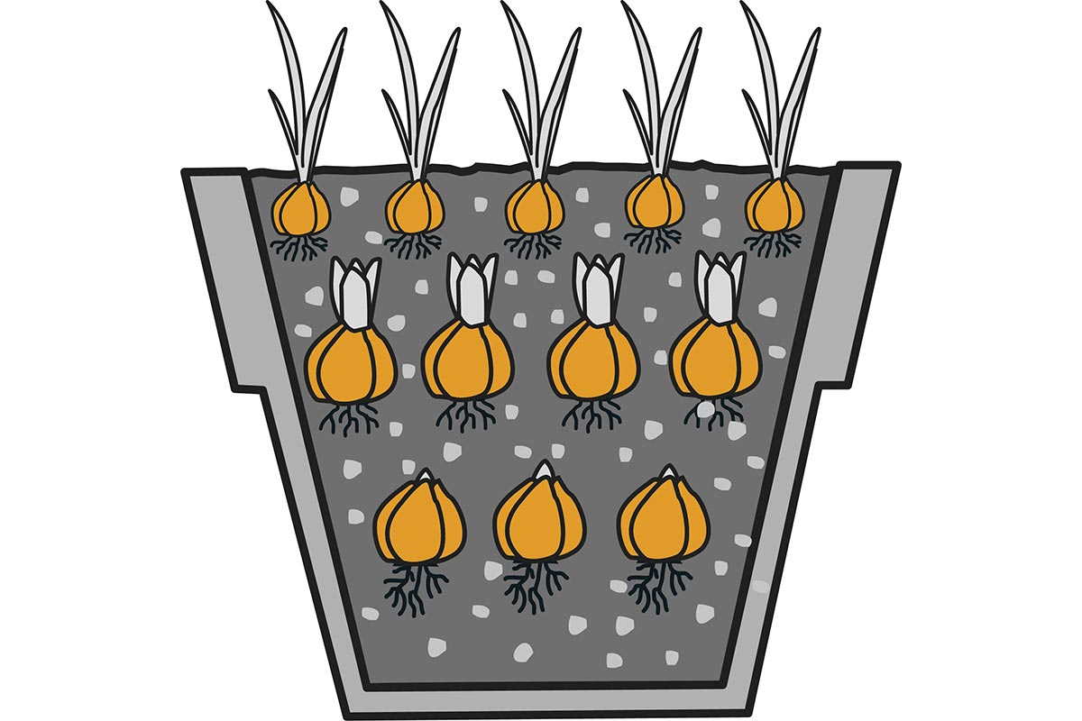 Illustratie van een bloembollenlasagne in een plantenbak