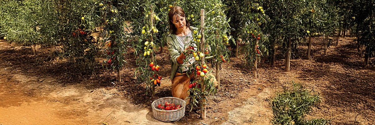Vrouw oogst tomaten in een tomatentuin met houten palen en een mand met tomaten