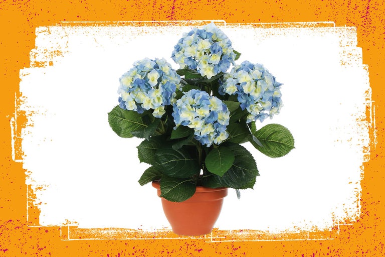 Hortensia in een pot