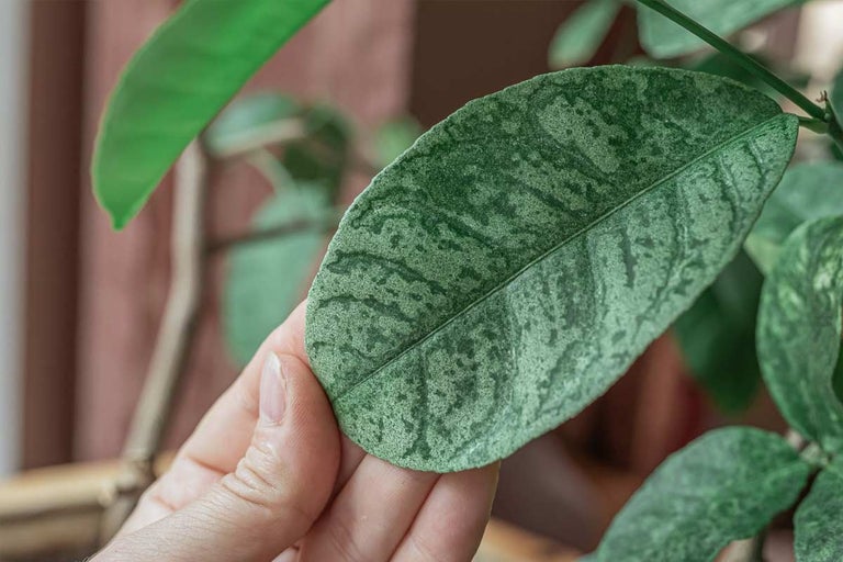 Close-up van een blad van een kamerplant met een gemustered oppervlak