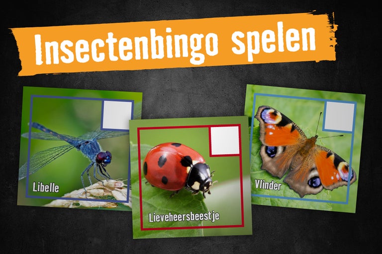 Insectenbingo spel met afbeeldingen van een libelle, een lieveheersbeestje en een vlinder