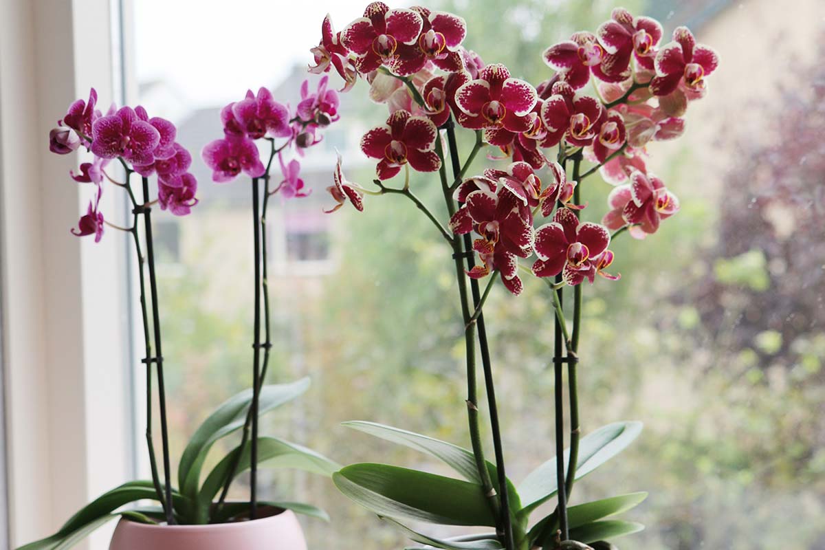 Kamer met raam en bloeiende orchideeën