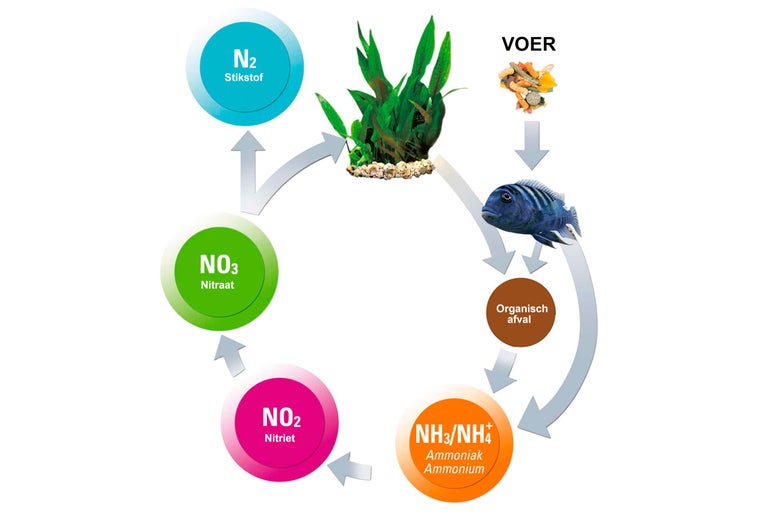 Illustratie van de stikstofcyclus in een aquarium